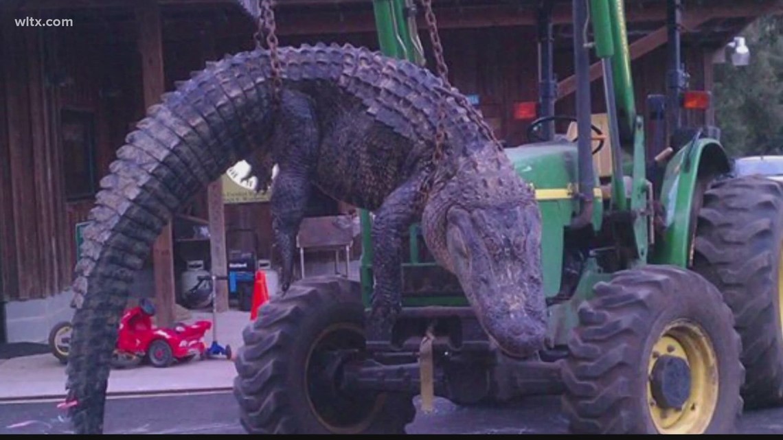 2023 alligator hunt license lottery window now open