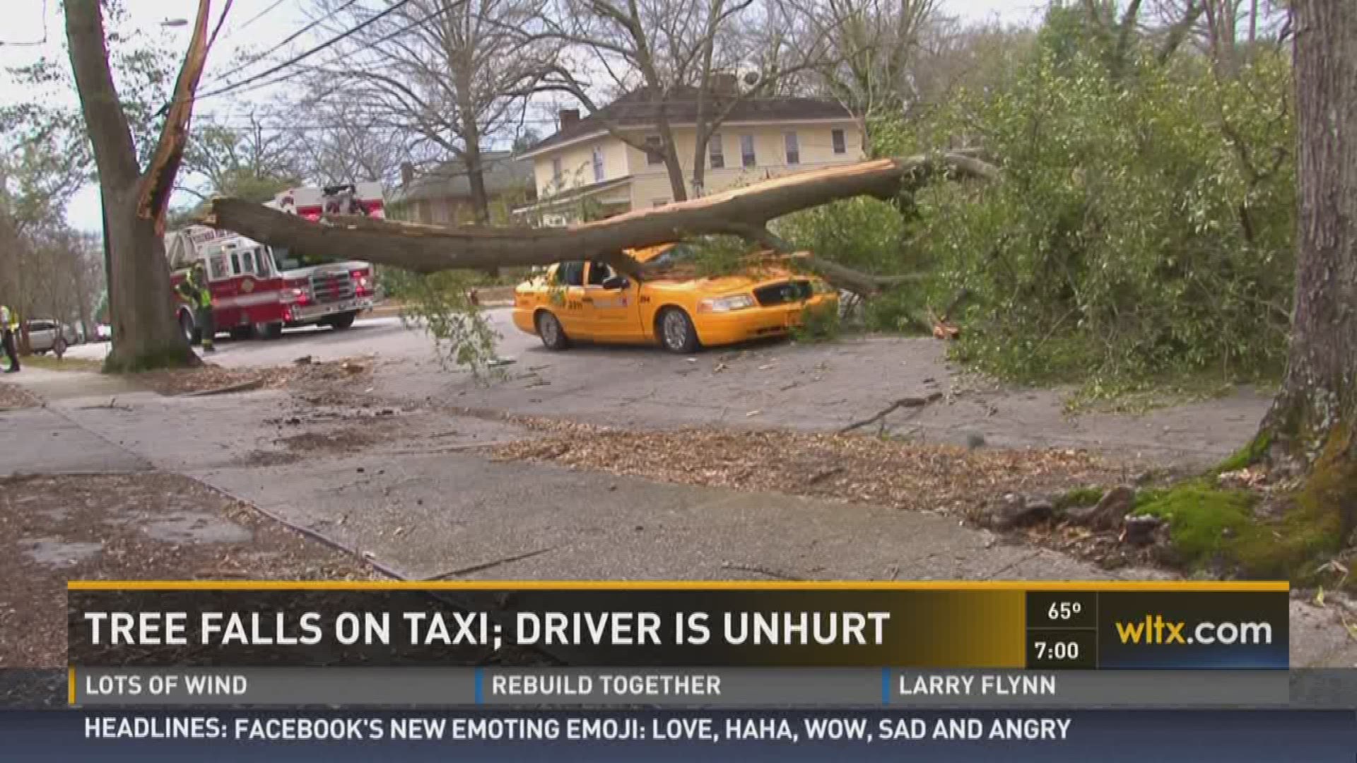Taxi Driver Survives Tree Falling on Car