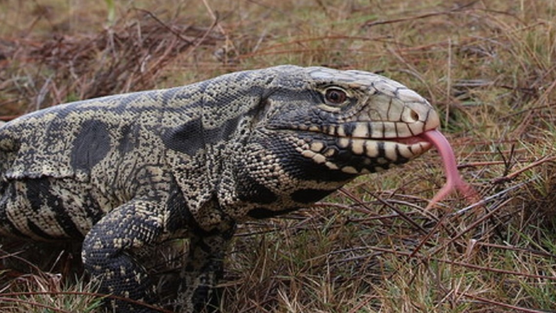 Lizards of South Carolina  South Carolina Partners in Amphibian and  Reptile Conservation