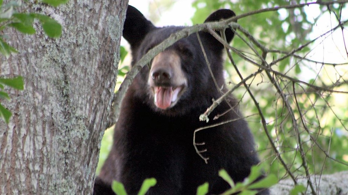 SCDNR reminds residents: Feeding wildlife can become un-bear-able
