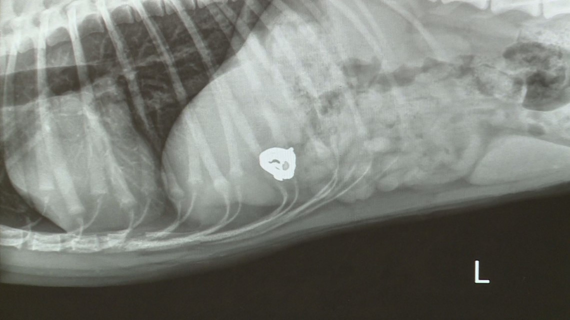 Family dog swallows woman's wedding ring