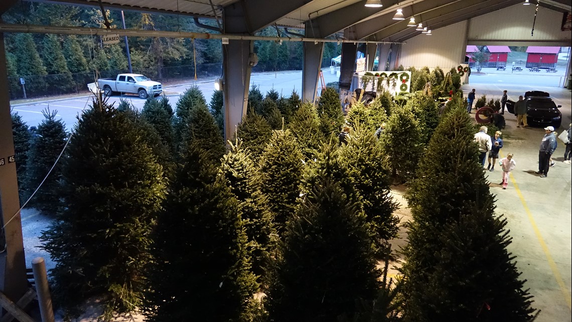 Christmas trees may have highers prices because of tree shortage