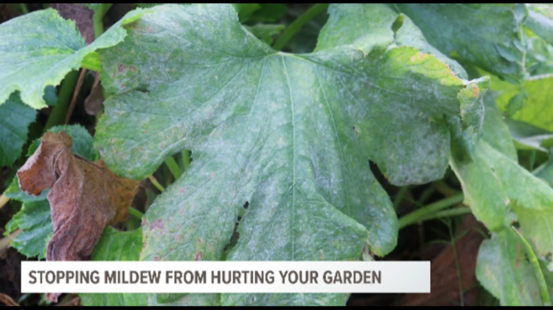 This summer fungus can destroy zucchini and squash in just days