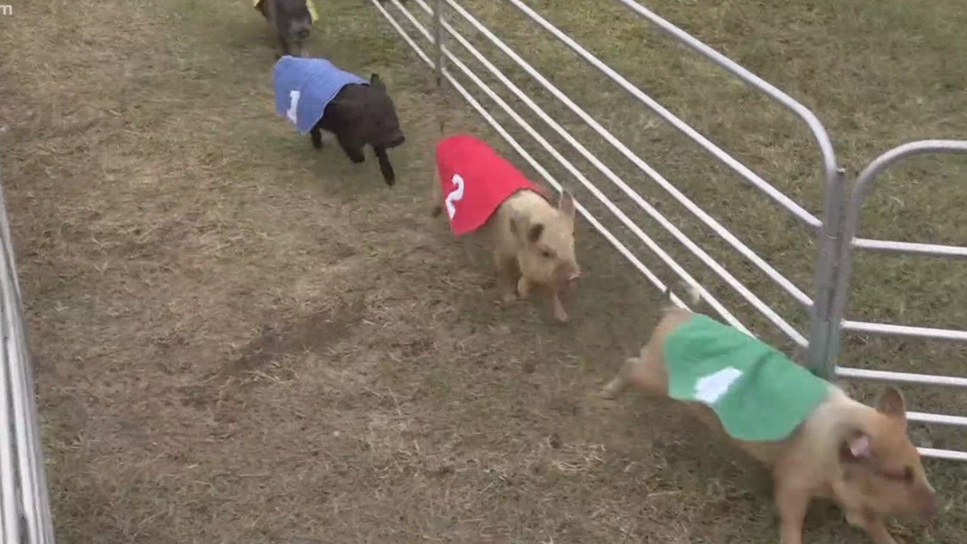 Swifty Swine Racing and Swimming pigs are at the fair for their 15th year.