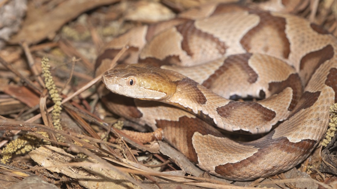 poisonous snake bites