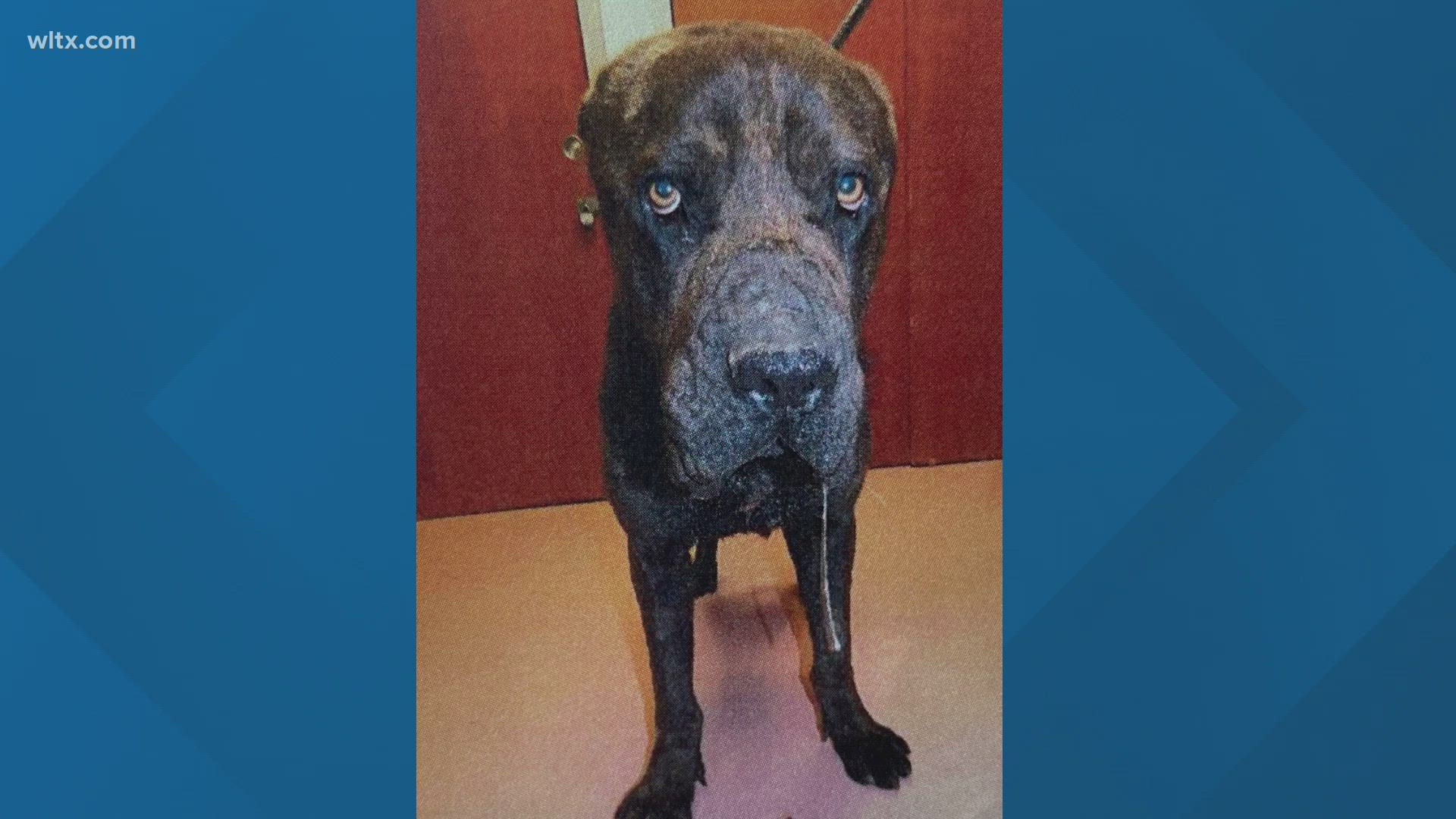 Aireal Ames charged with felony ill treatment of animals in SC