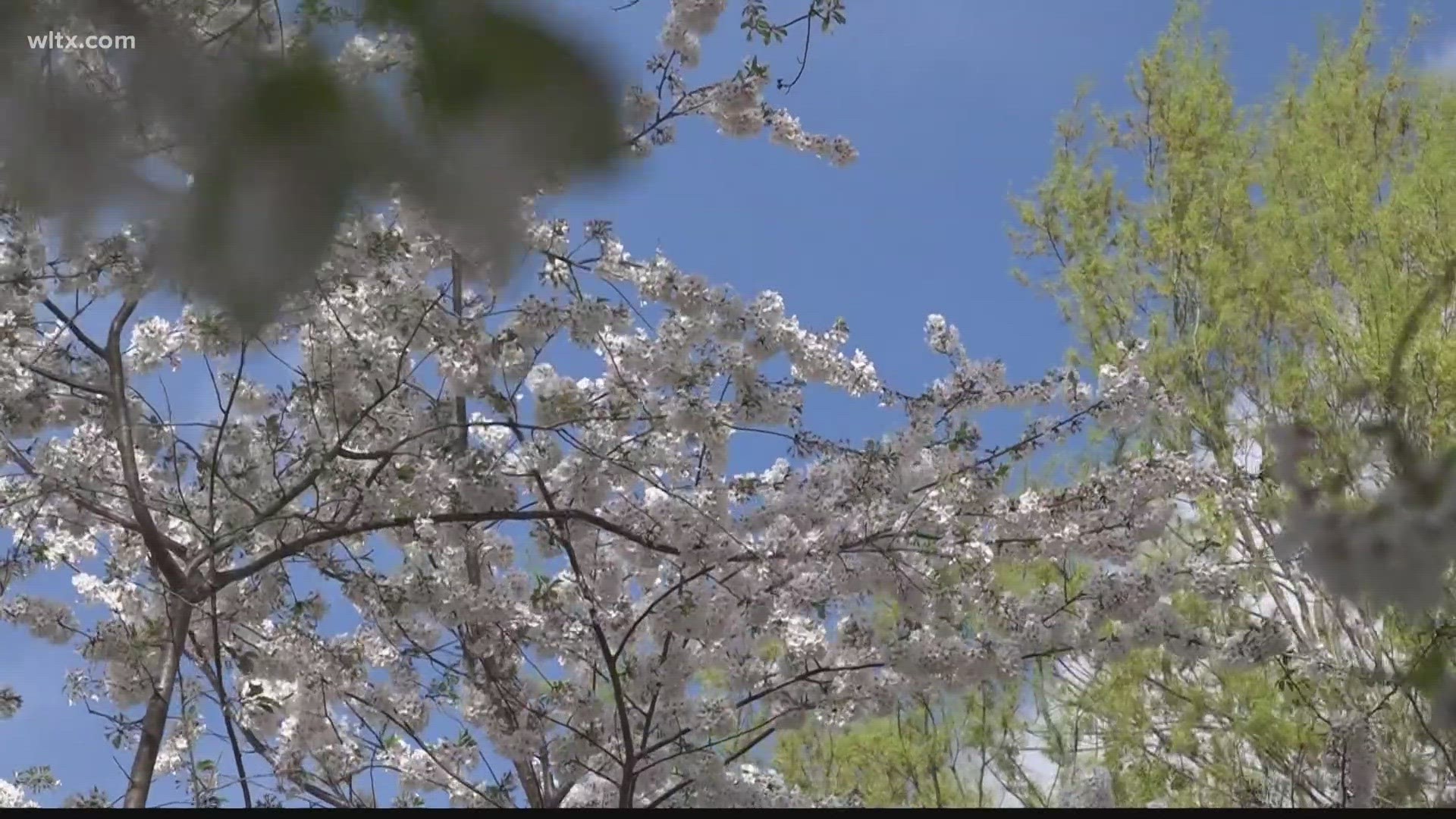 For the past seven years, residents in Irmo have been celebrating this festival that marks the beginning of spring.