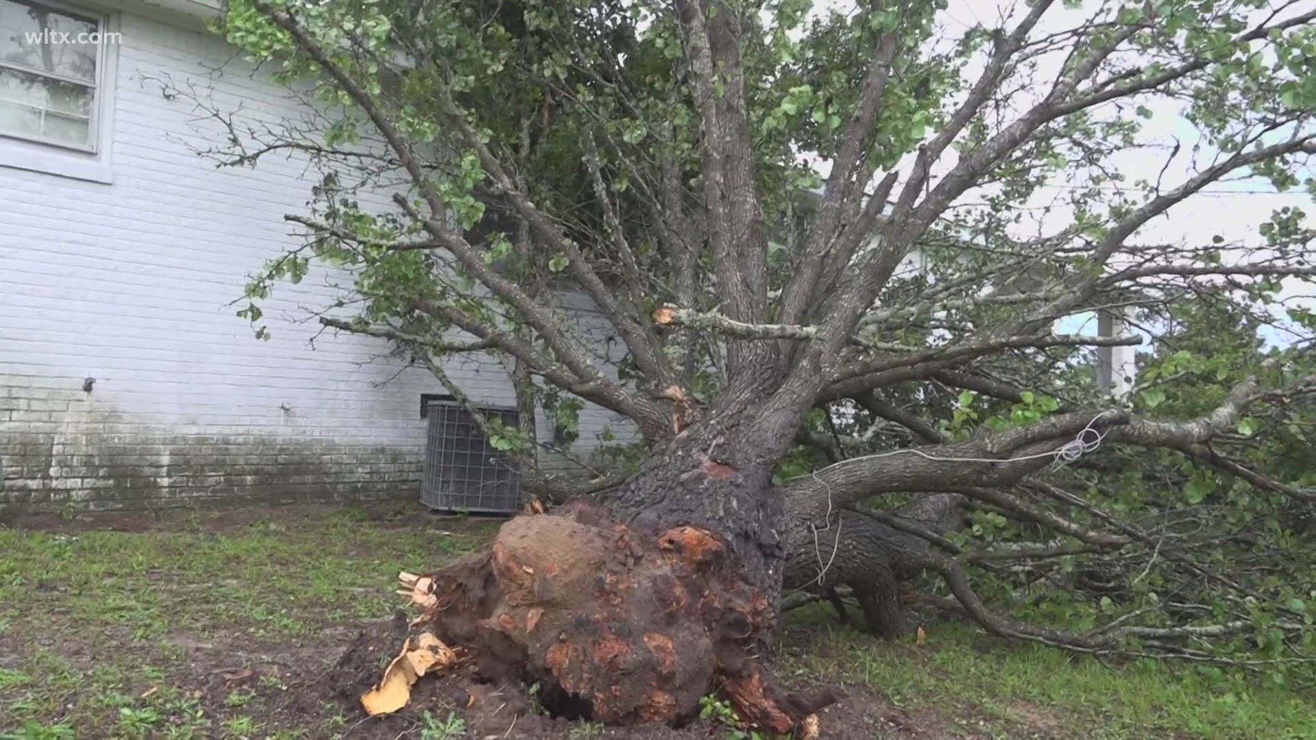 A tree landed on a house after storms rolled through Calhoun County.  No one was injured. 
