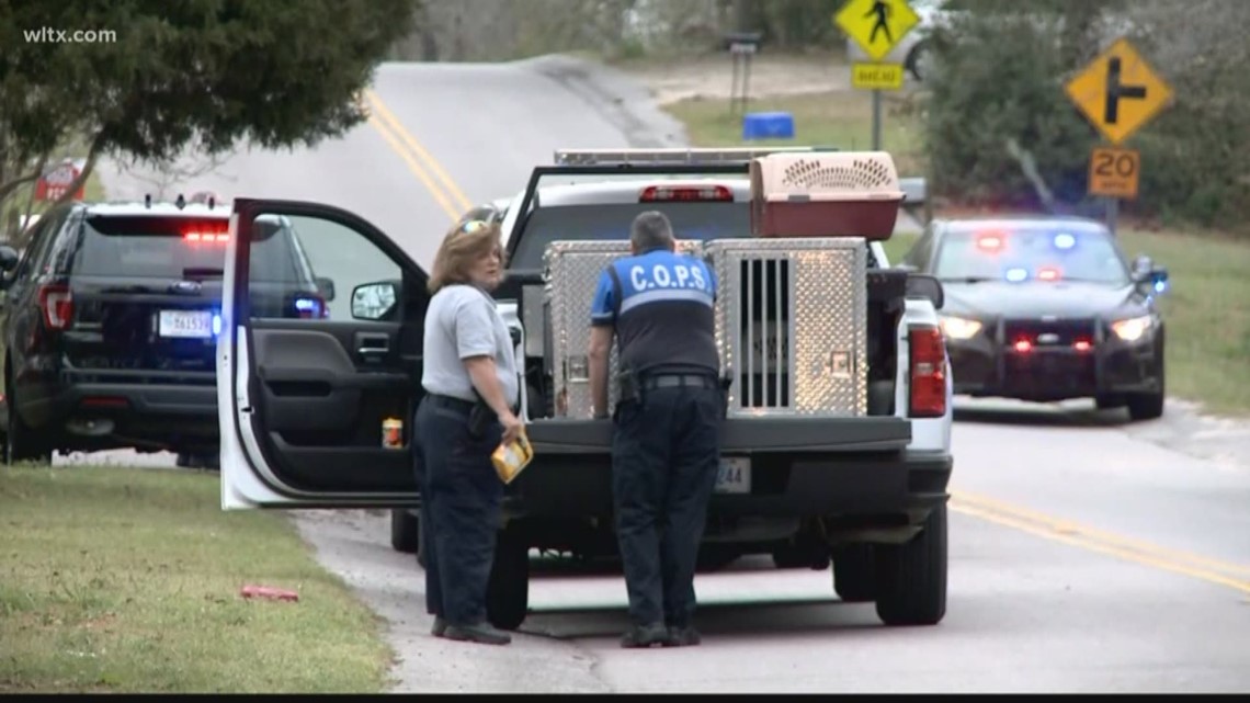 Cayce police respond to shooting calls | wltx.com