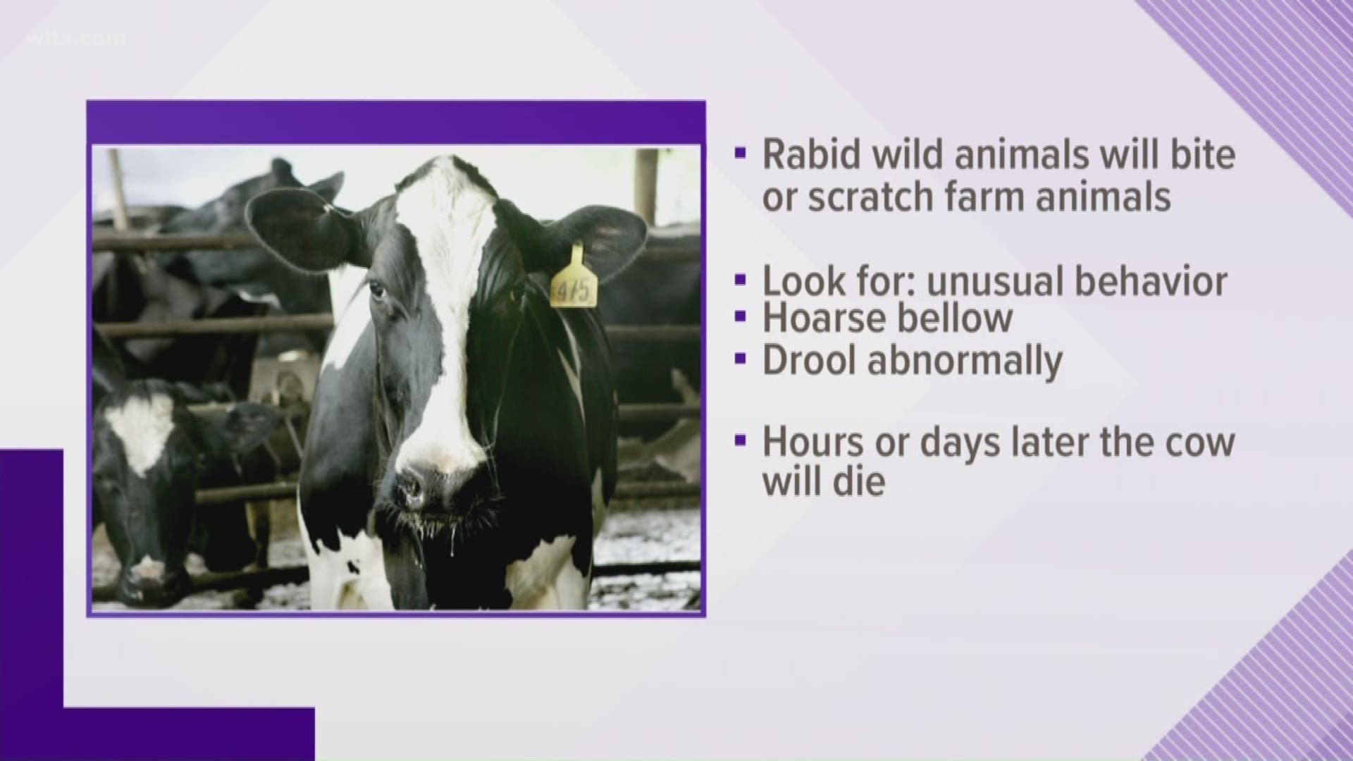 In the upstate, DHEC syas three people could have been exposed to rabies from a cow. 