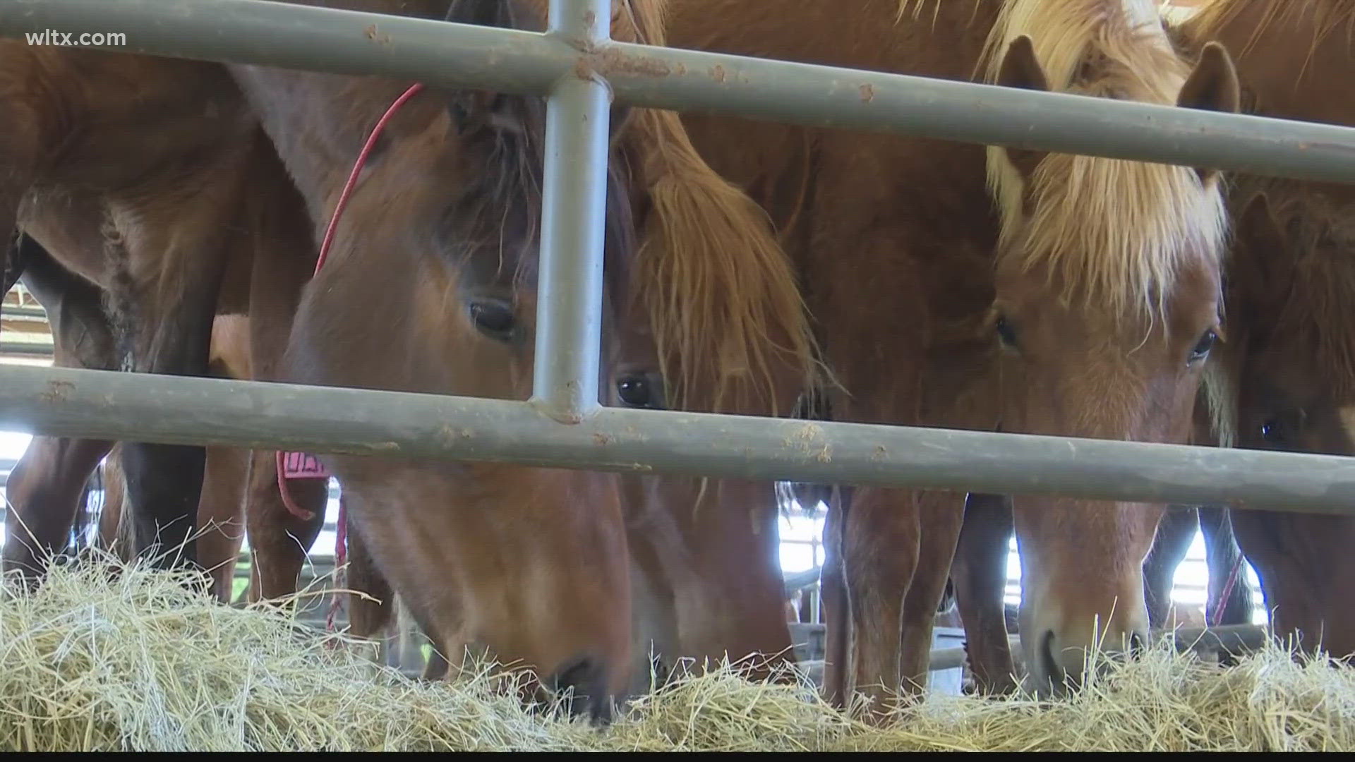 People can adopt a horse or burro.