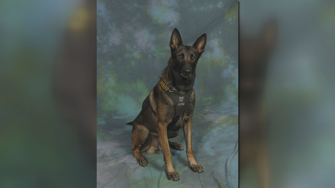 Guardians of the Night K9 5K returns Saturday, July 30 | wltx.com