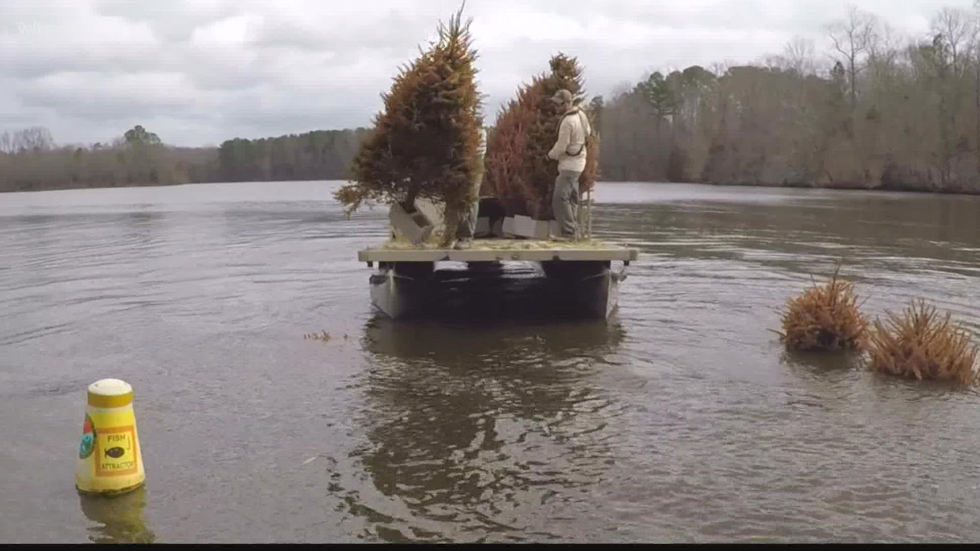 In an effort to restore the fish habitat in Lake Murray, SCDNR is dropping old Christmas trees in the lake to provide fish habitats.