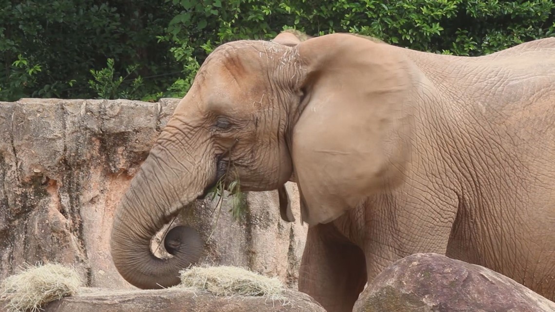 Belle the Riverbanks Zoo elephant going to Milwaukee County Zoo