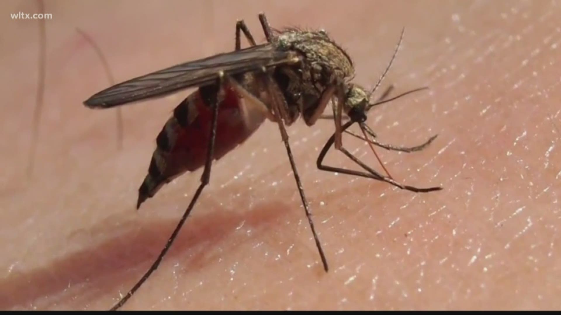 South Carolina reports first human Eastern Equine Encephalitis death in ...