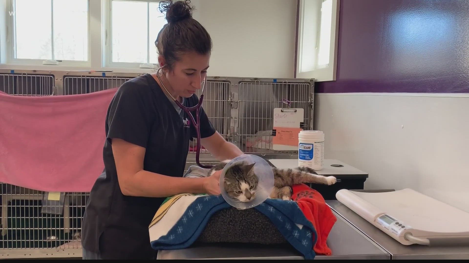 Many vets are dealing with a backlog of pet appointments and they're struggling to meet the demand with doctors, many leaving due to burnout.