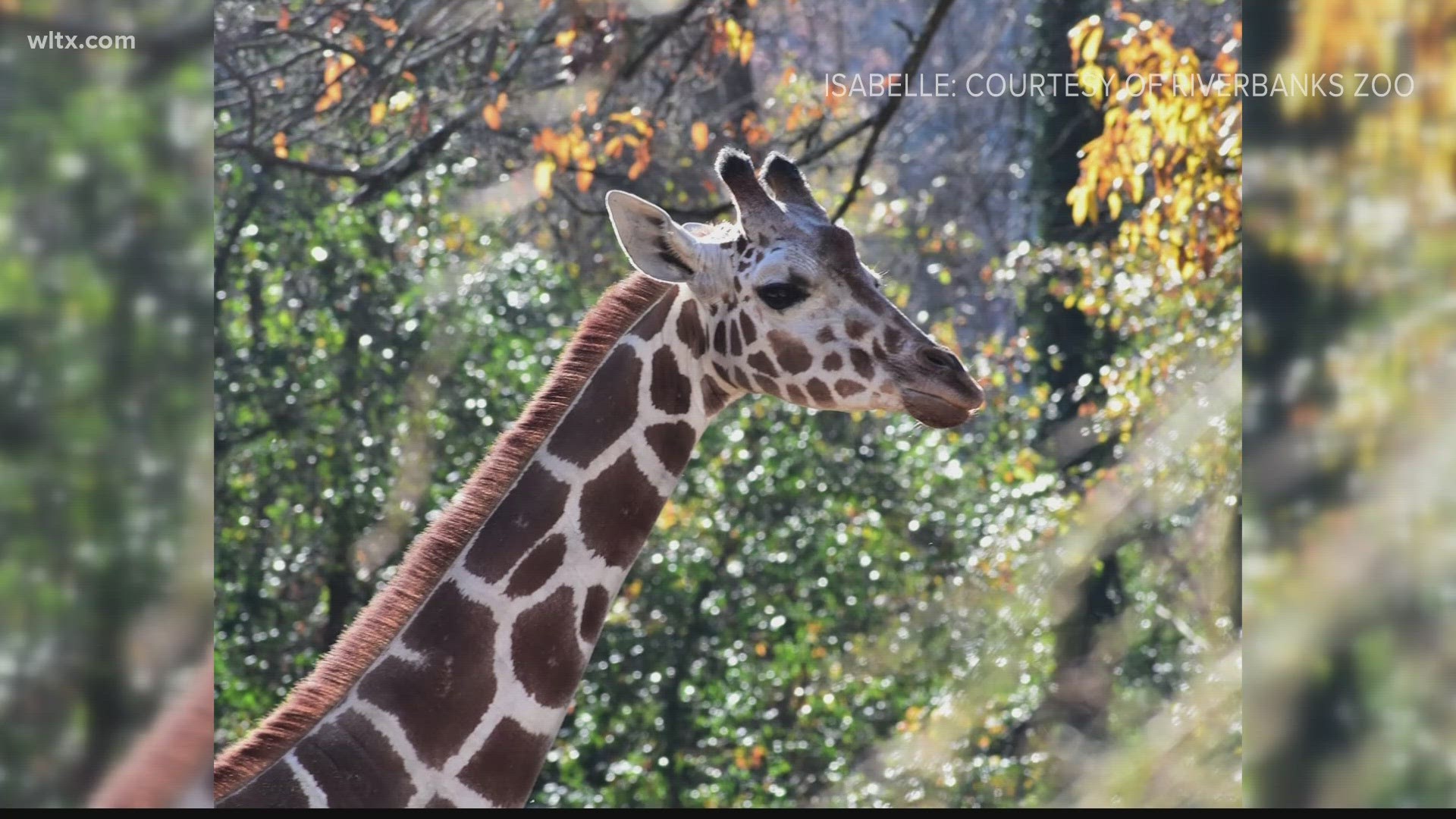 She was 14-years-old, the zoo has not yet released the cause of her death.