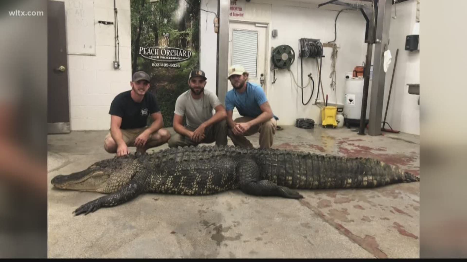 Over the weekend, three Sumter men killed a 12-foot-long alligator in Lake Marion.  News19's Nic Jones reports.