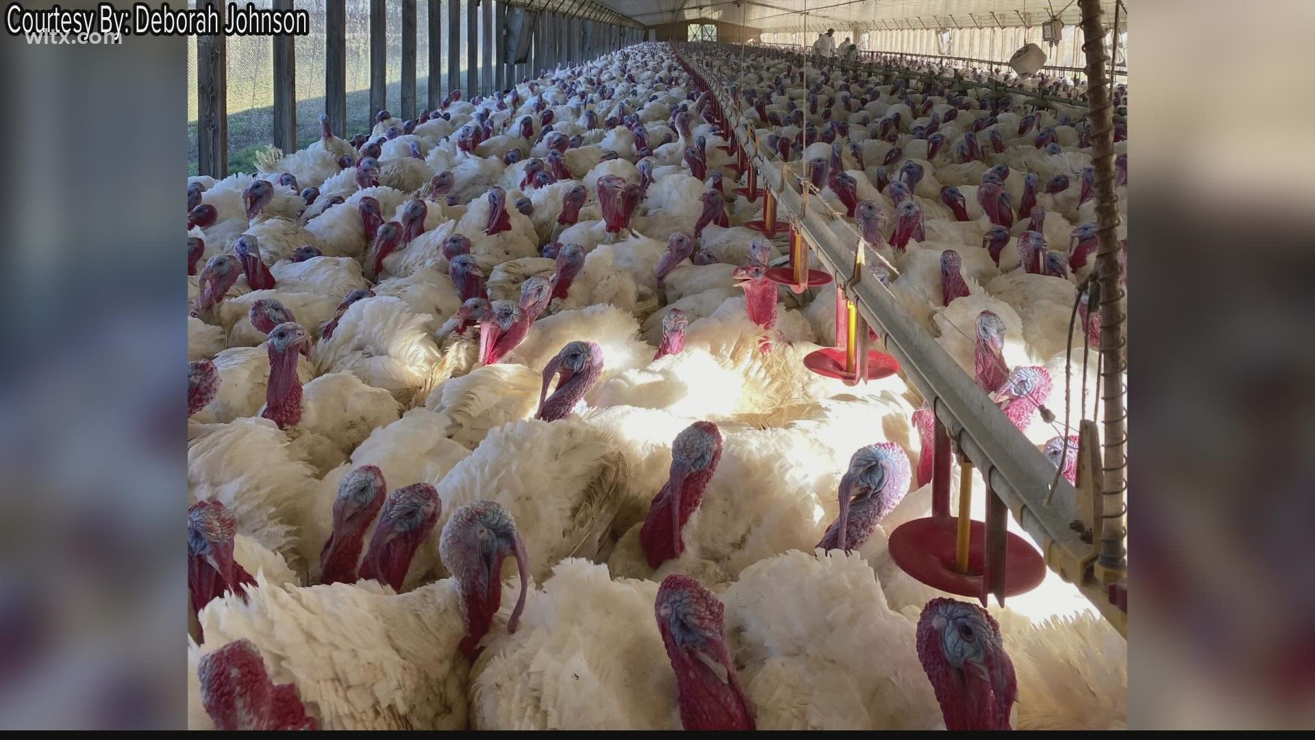The pandemic put a bit of a crush on turkey farmers and producers say they are down 30%.