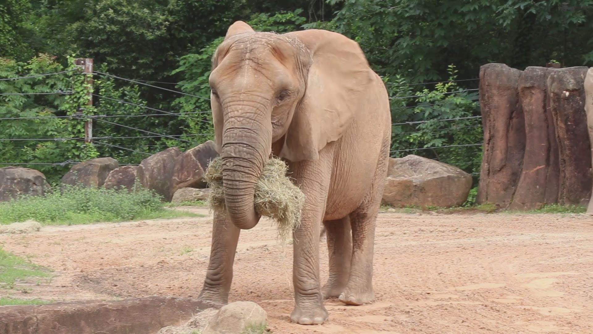 As elderly elephants make their exit, the zoo will welcome new Southern white rhinos.