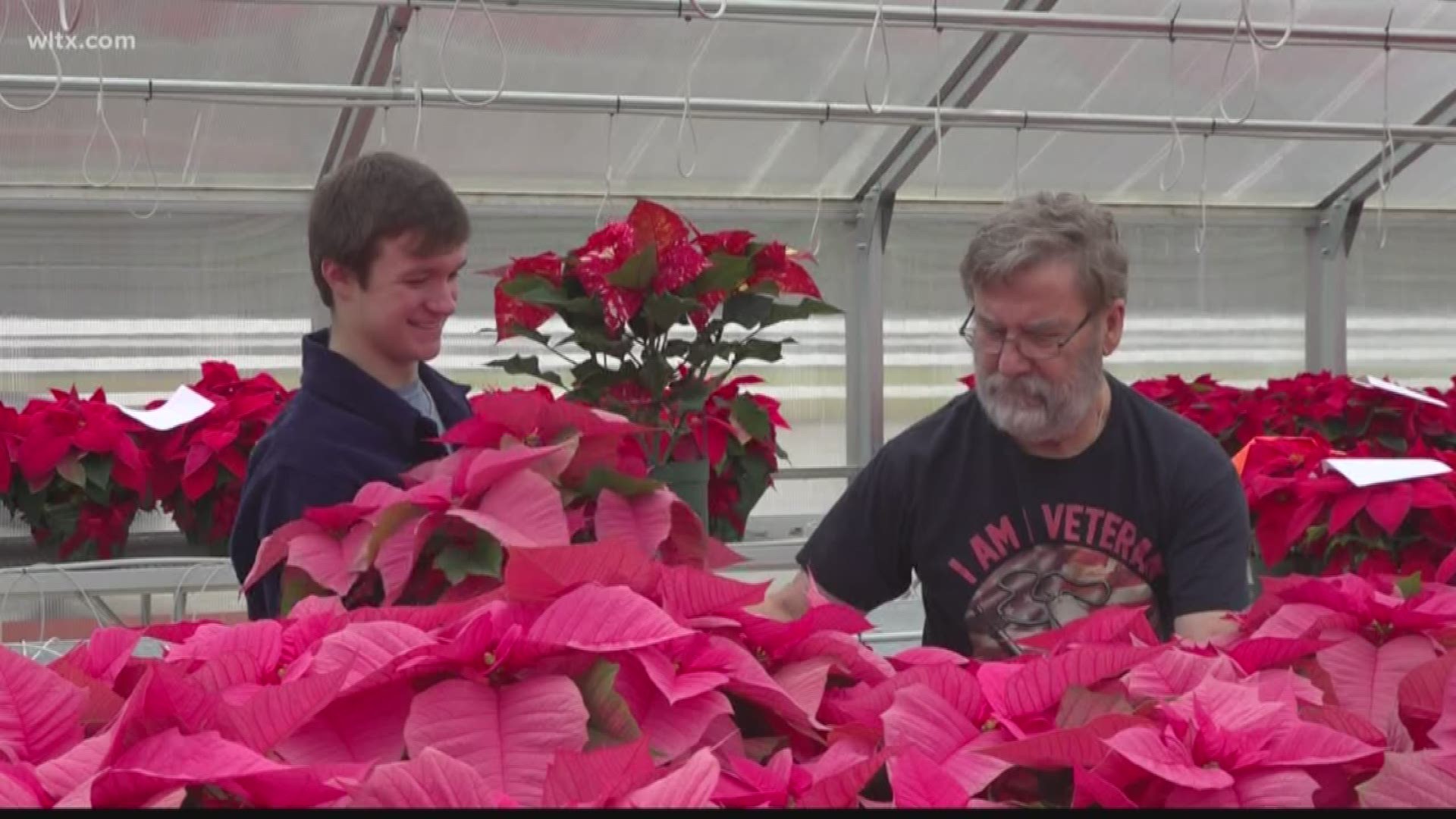 We start off the first week of August we get 800 cuttings for the poinsettias, we plant them in the pots and we disperse them around the greenhouse.