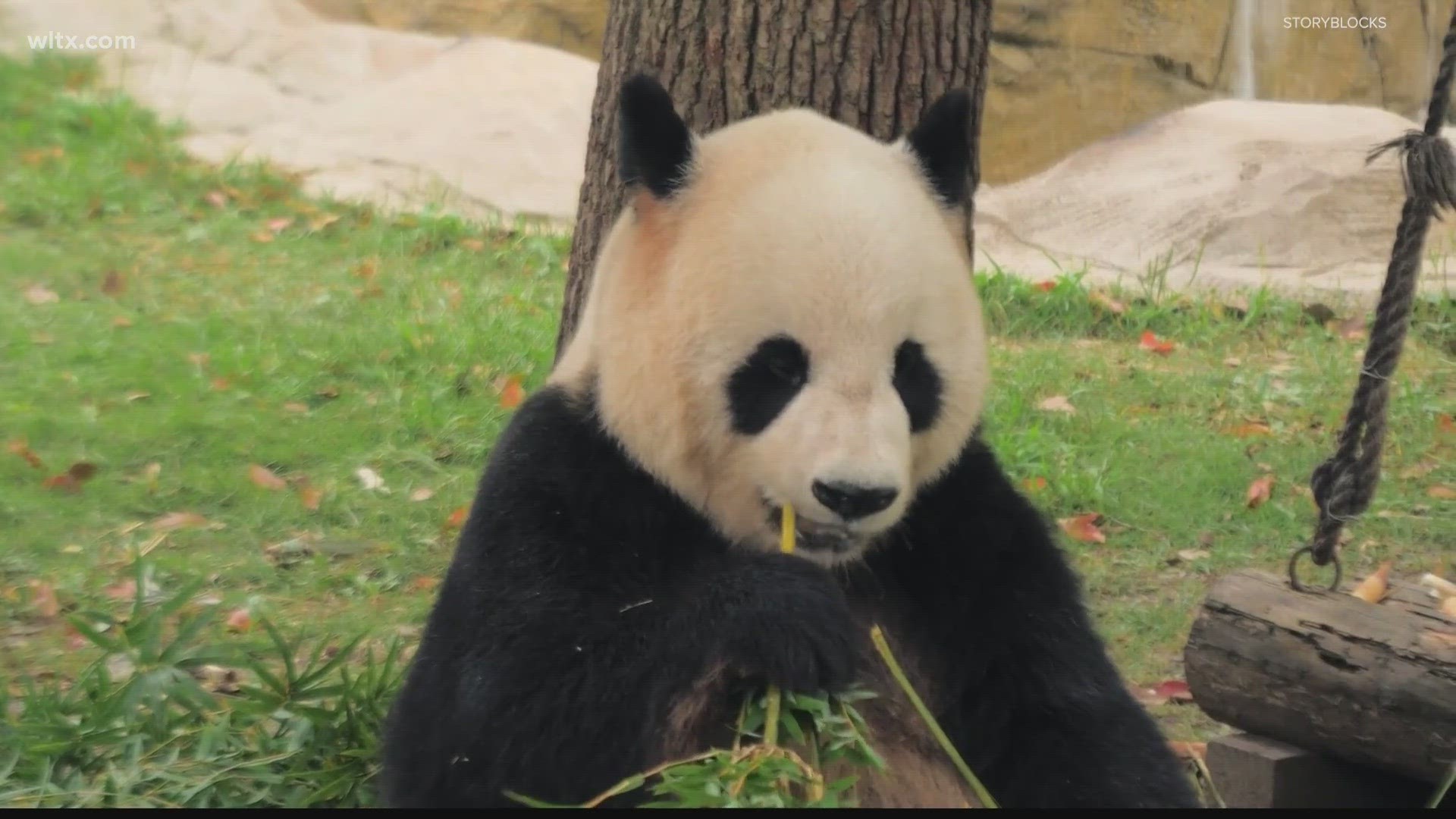 Yes, all zoo pandas in the U.S. are being returned to China | wltx.com
