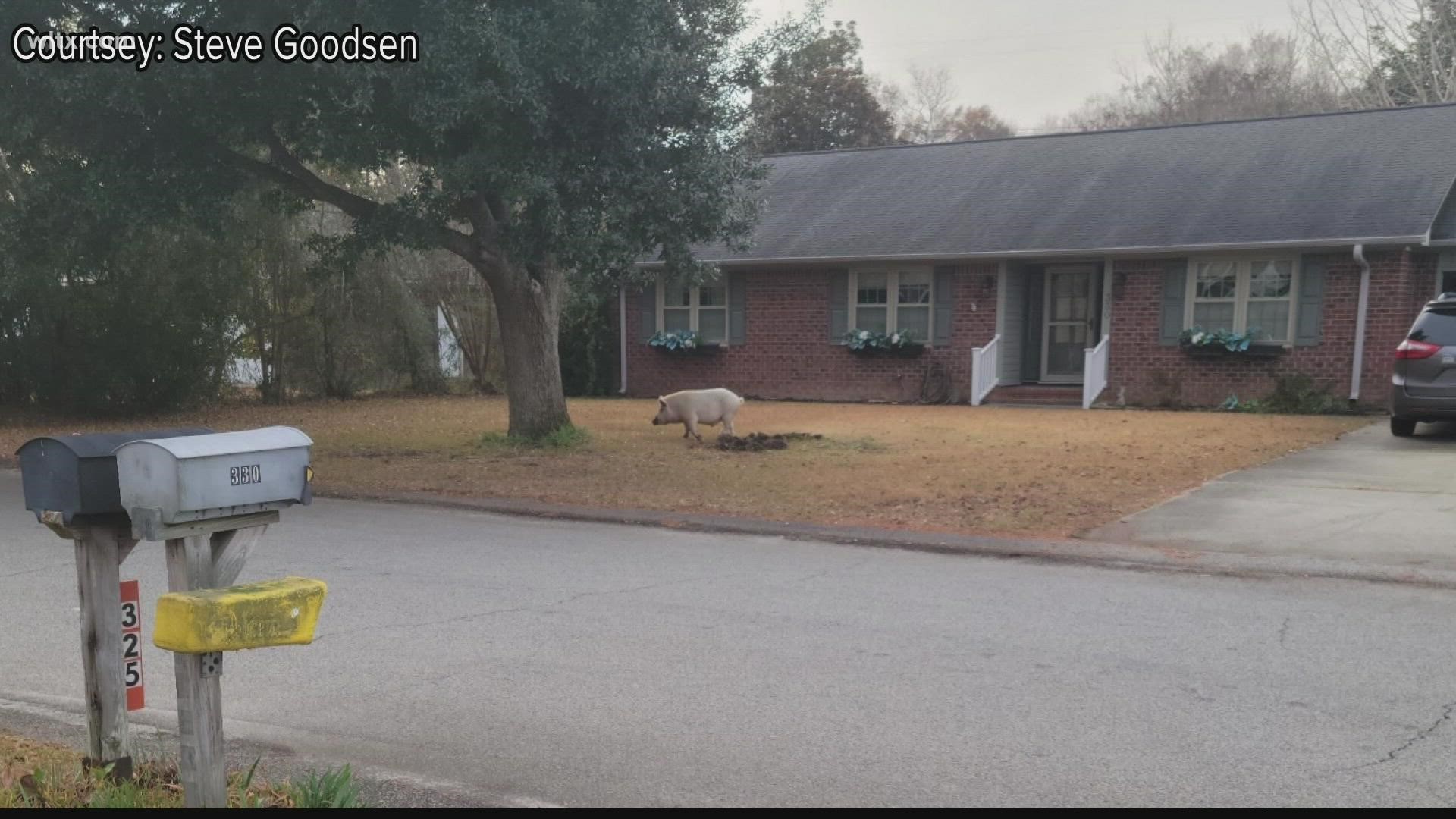 Animal control has been chasing the hog, who is pink and about 200 pounds.
