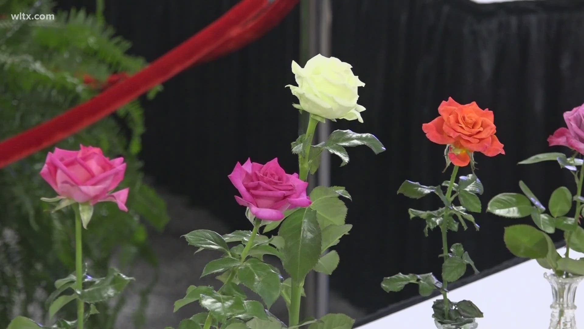 In the Canty building at the State Fair, those who toil in the garden are being rewared for their efforts in the Rose Society Show.