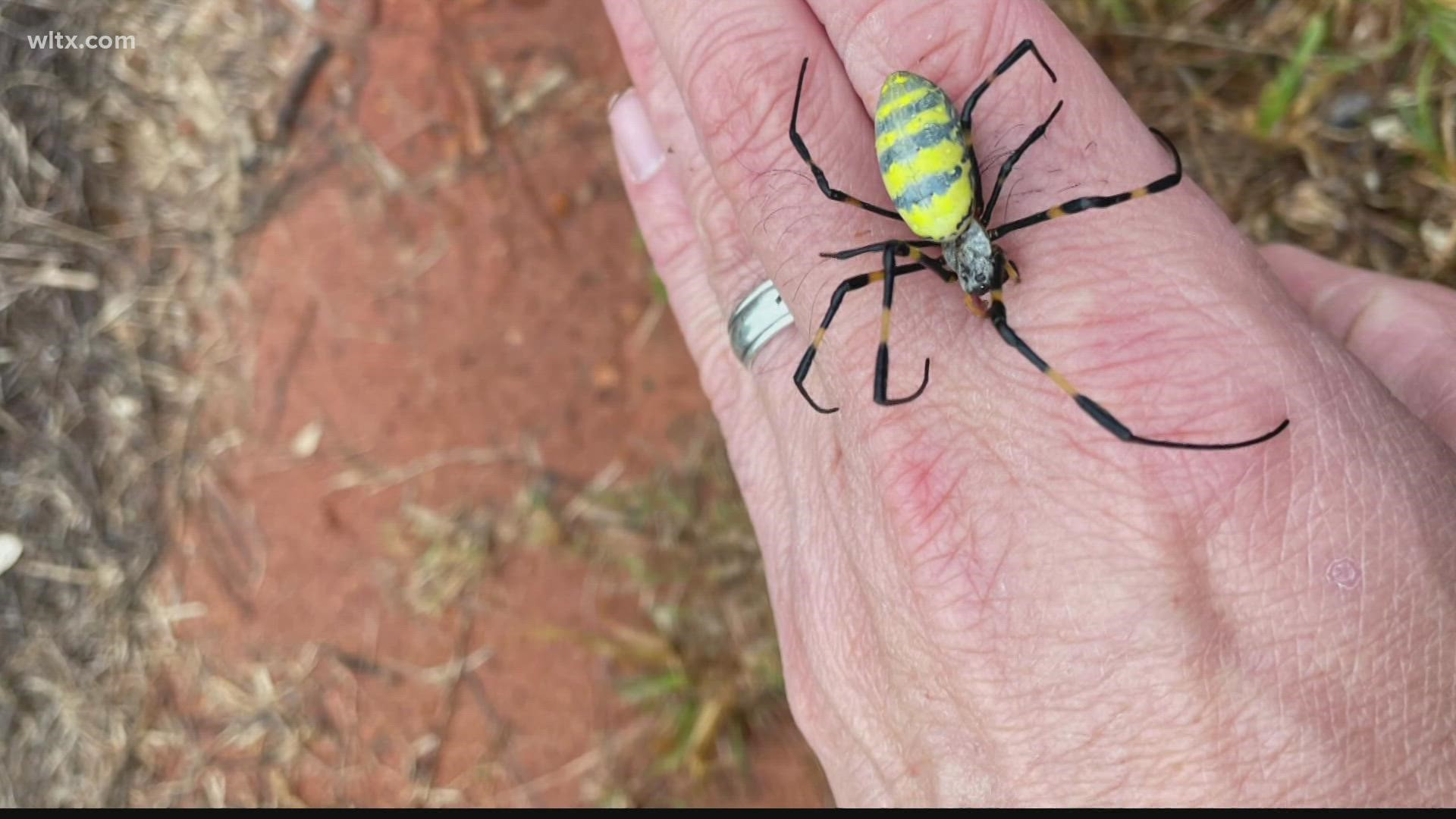 Joro spiders are on the move, and in some places, it looks like an invasion.