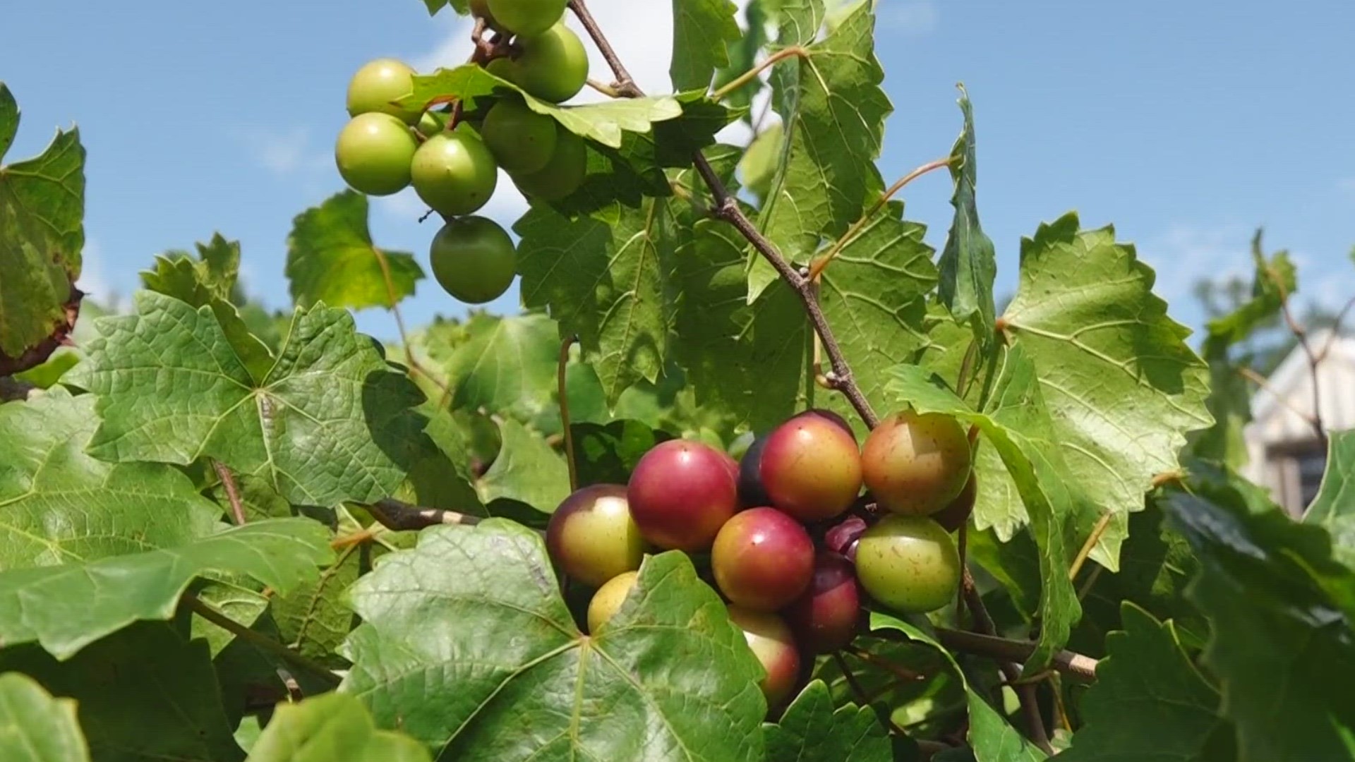 famer-the-hotter-the-temperature-he-better-the-muscadine-wltx