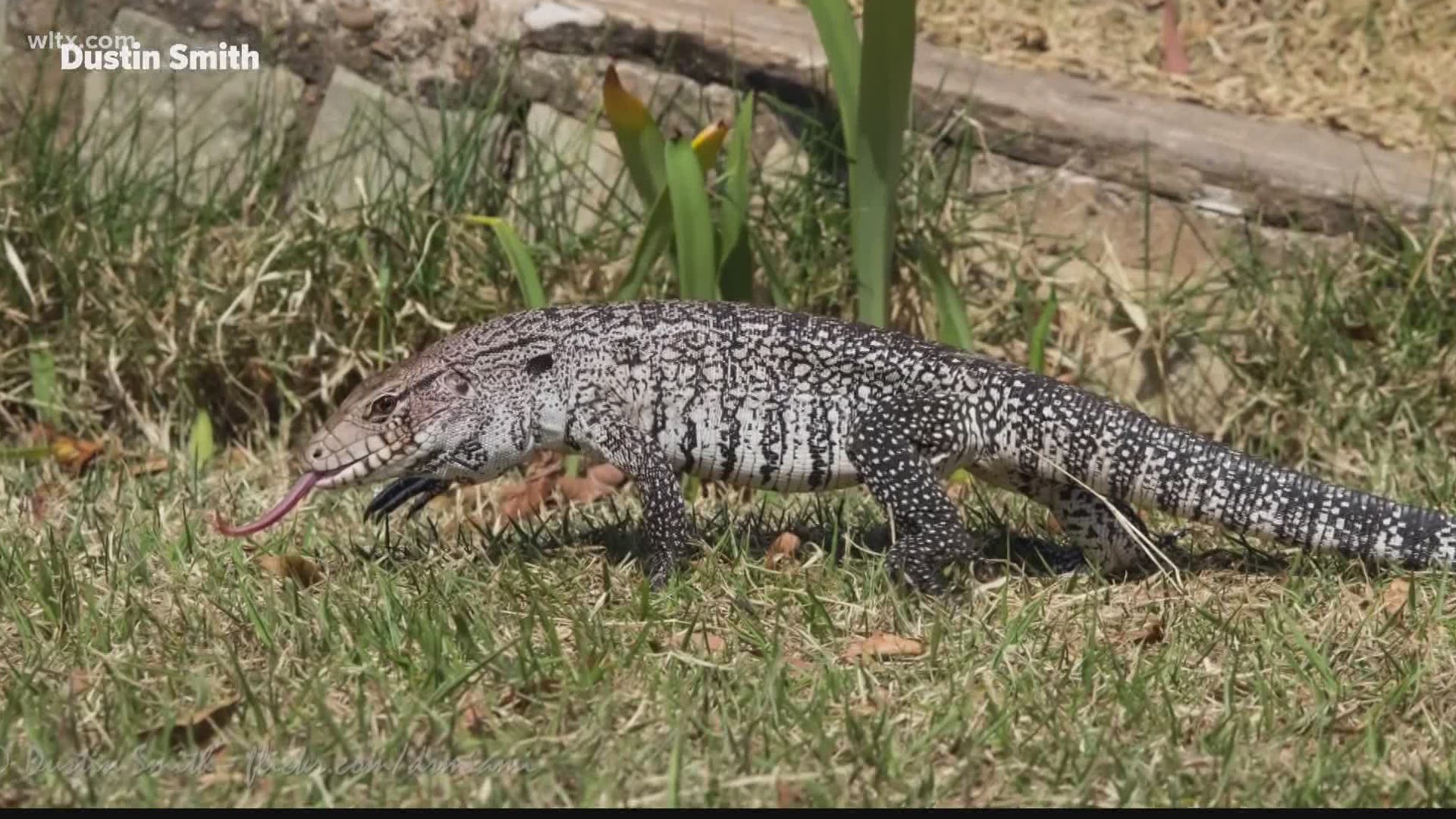 It is illegal to bring black and white Tegu Lizards into South Carolina or breed them in the state as of last Friday.