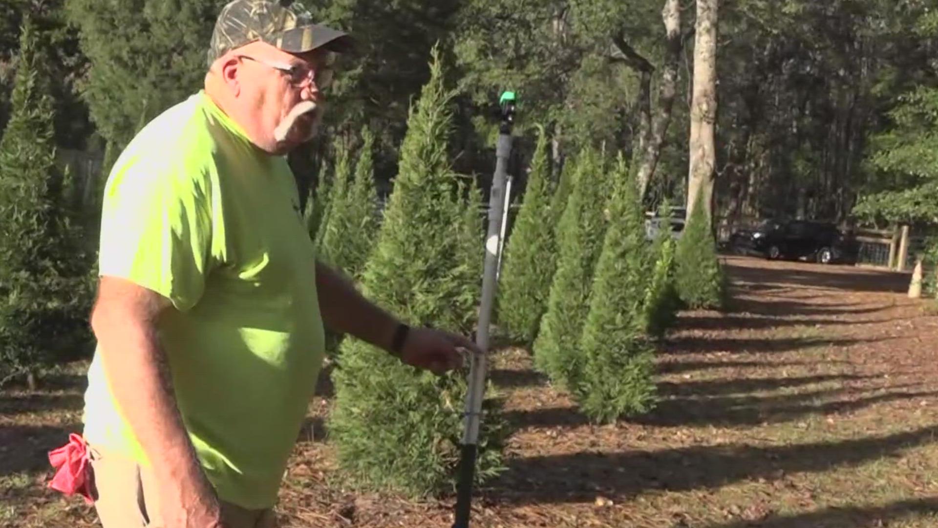 South Carolina Christmas tree farms overcame Hurricane Helene’s damage and will offer affordable trees as sales begin next weekend, one state organization says.