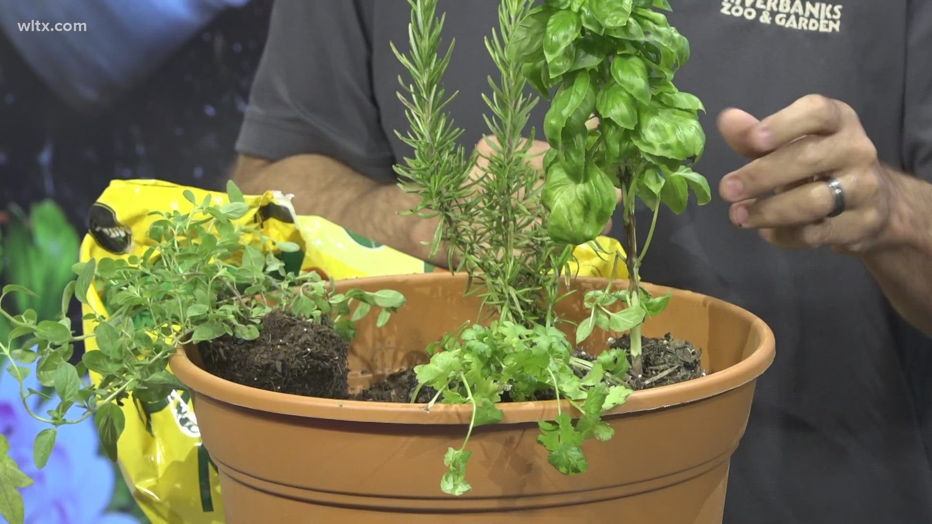 Director of Horticulture from Riverbanks Zoo and Gardens Andy Cabe explains how to grow your own herbs, in one gardening pot.