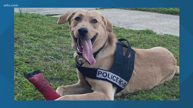 K-9 officer missing in Sumter County; police ask for help finding him