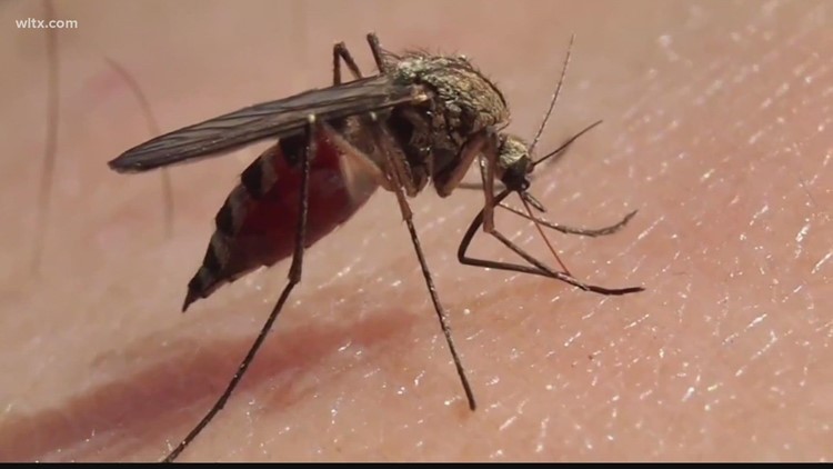 Person in the Midlands dies of West Nile virus, first in South Carolina this year