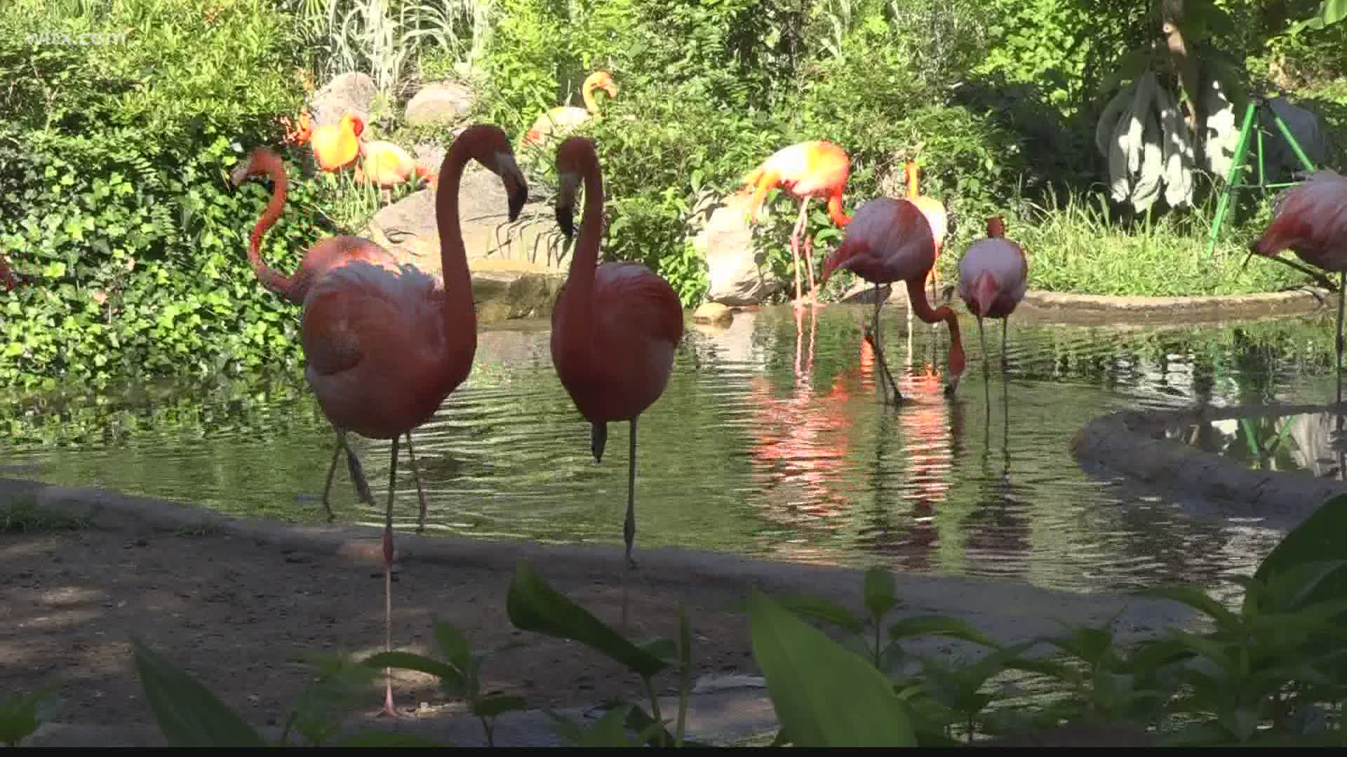 Riverbanks Zoo and Garden celebrated its 47th birthday on Sunday.