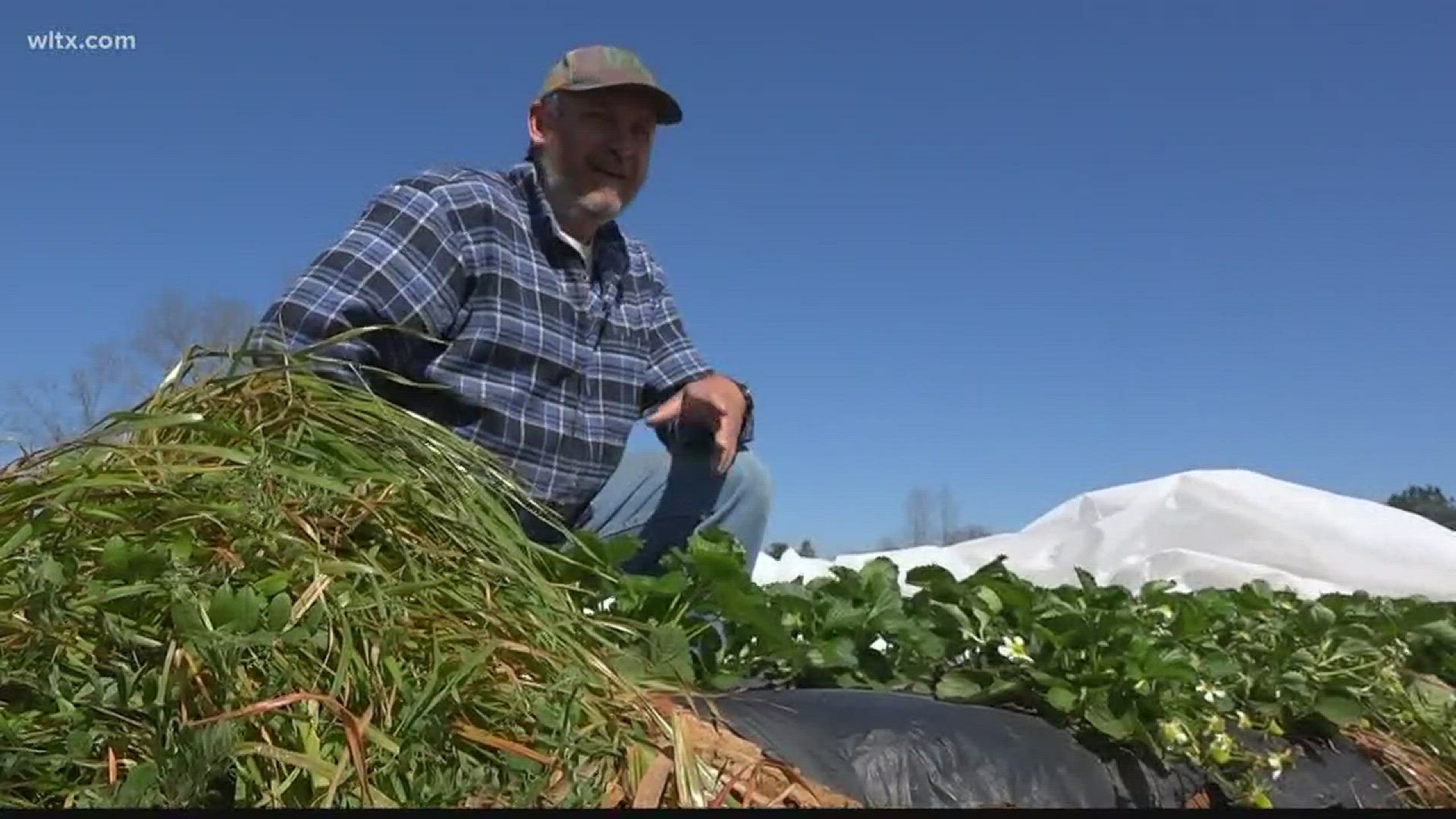 News19 talked to a farmer about battling South Carolina's unpredictable weather.