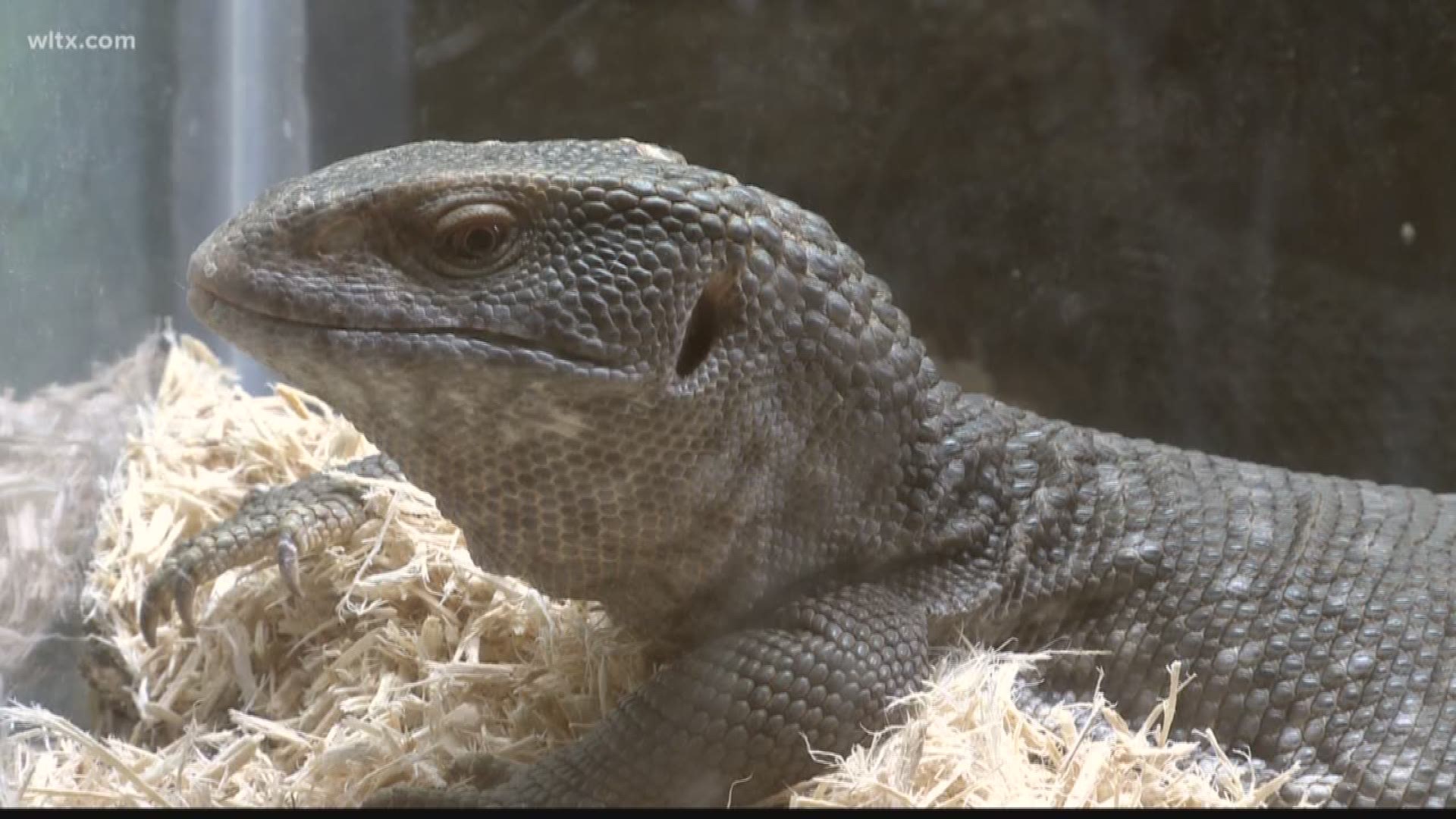 From lizards to snakes, hundreds of reptiles filled the Jamil Temple this weekend.  News19's Chandler Mack reports.