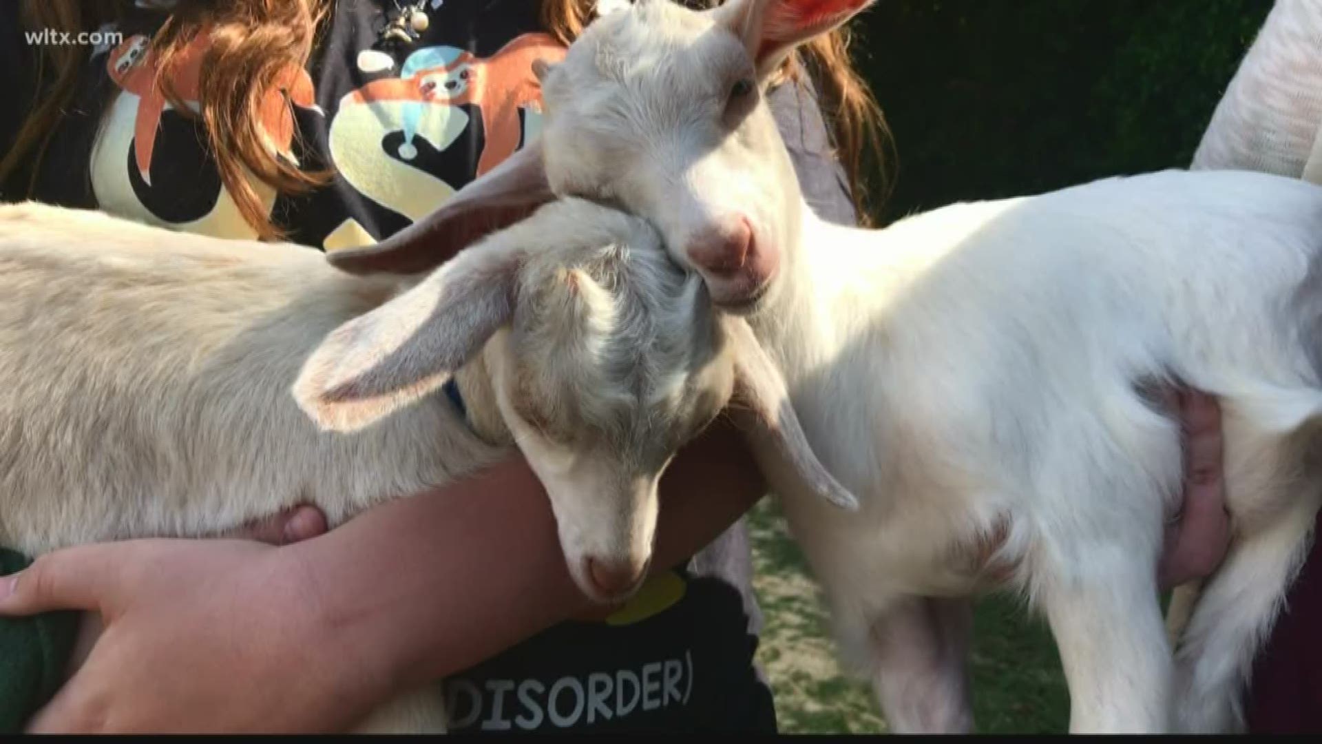 Dogs do it, now goats are getting in on the act