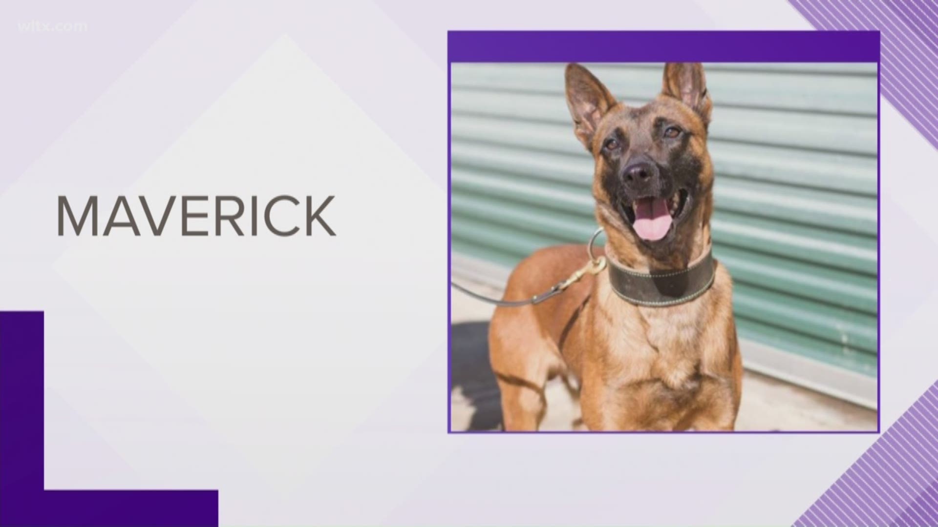 Cause of death for the Cayce K9 Maverick 