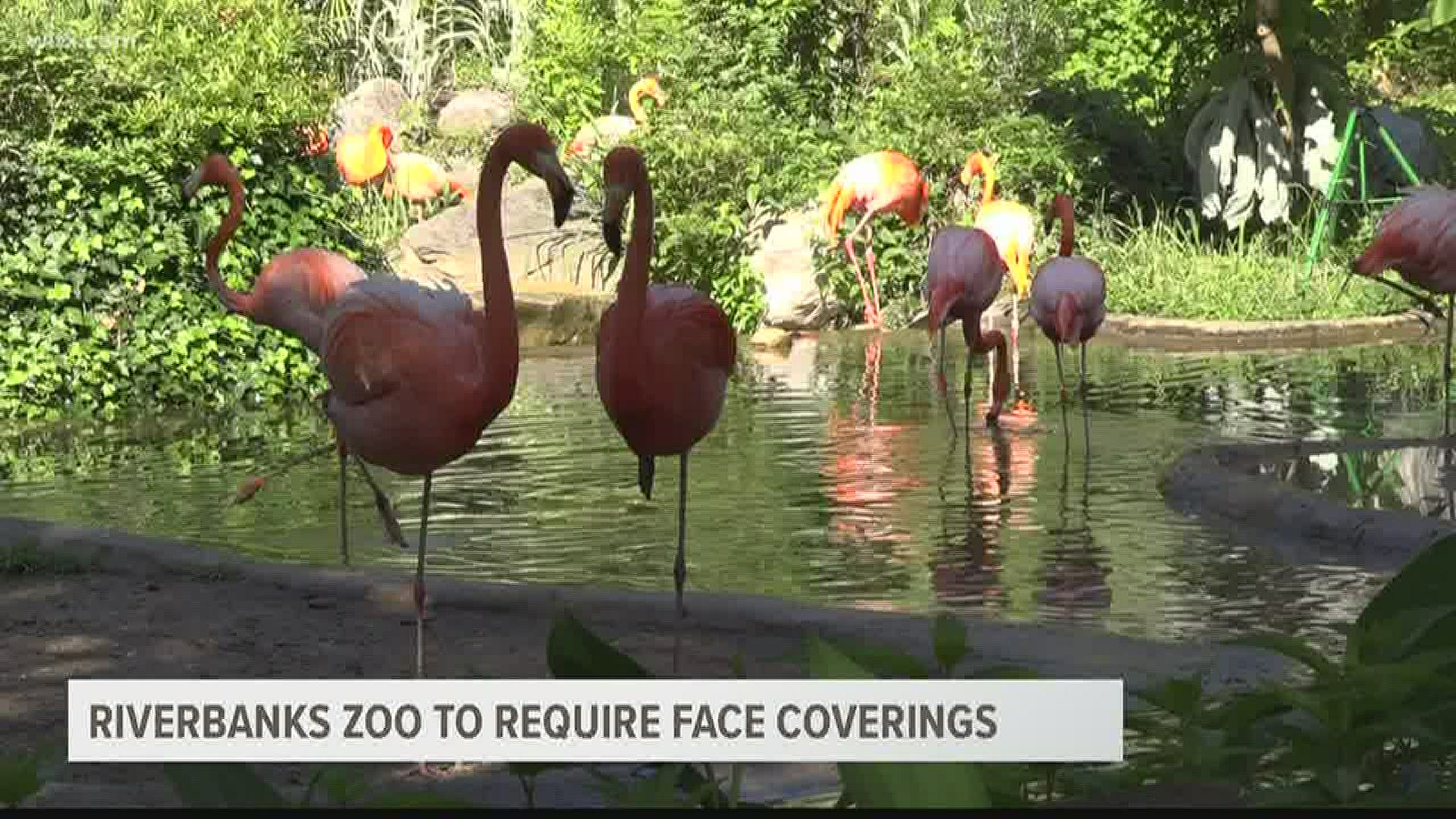 If you visit the zoo or the mall just make sure to have your mask ready