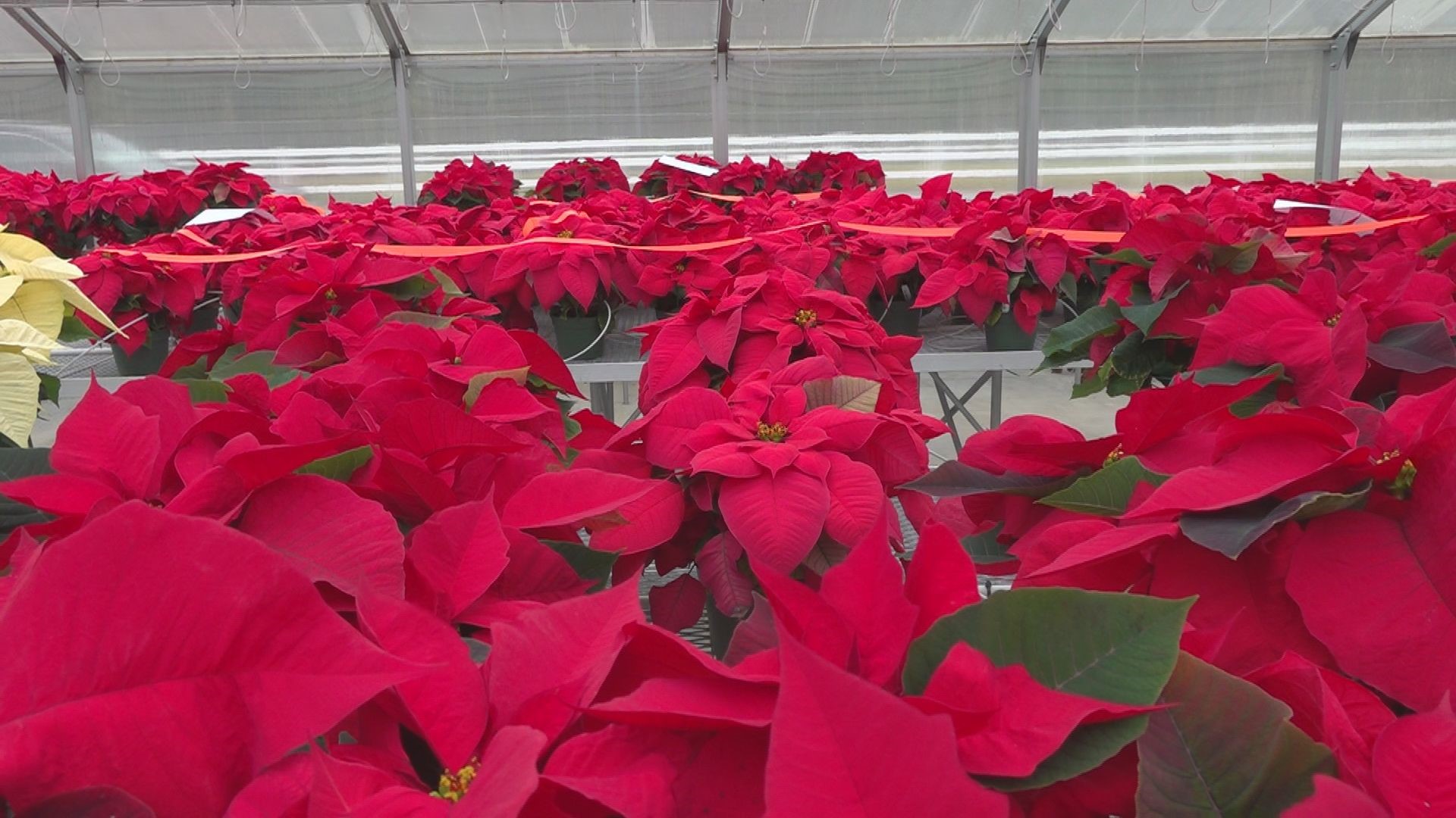 Lex Rich 5 Students Grow And Sell Poinsettias Wltx
