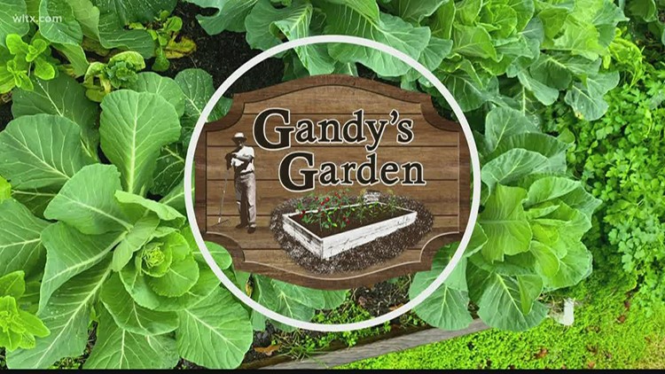 Gandy's Garden