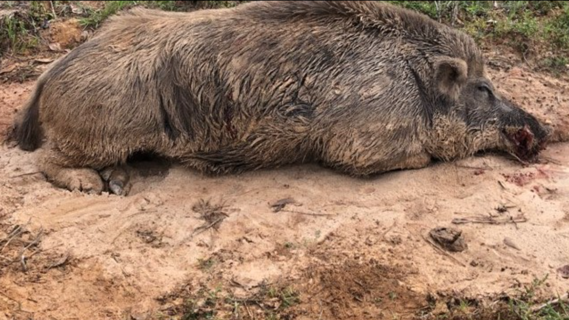 Feral hogs cost South Carolina farmers $115 million a year in damages, according to the South Carolina Farm Bureau.