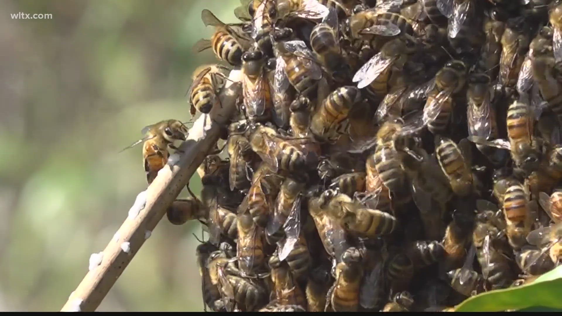 Swarm season means honey bees are buzzing about.