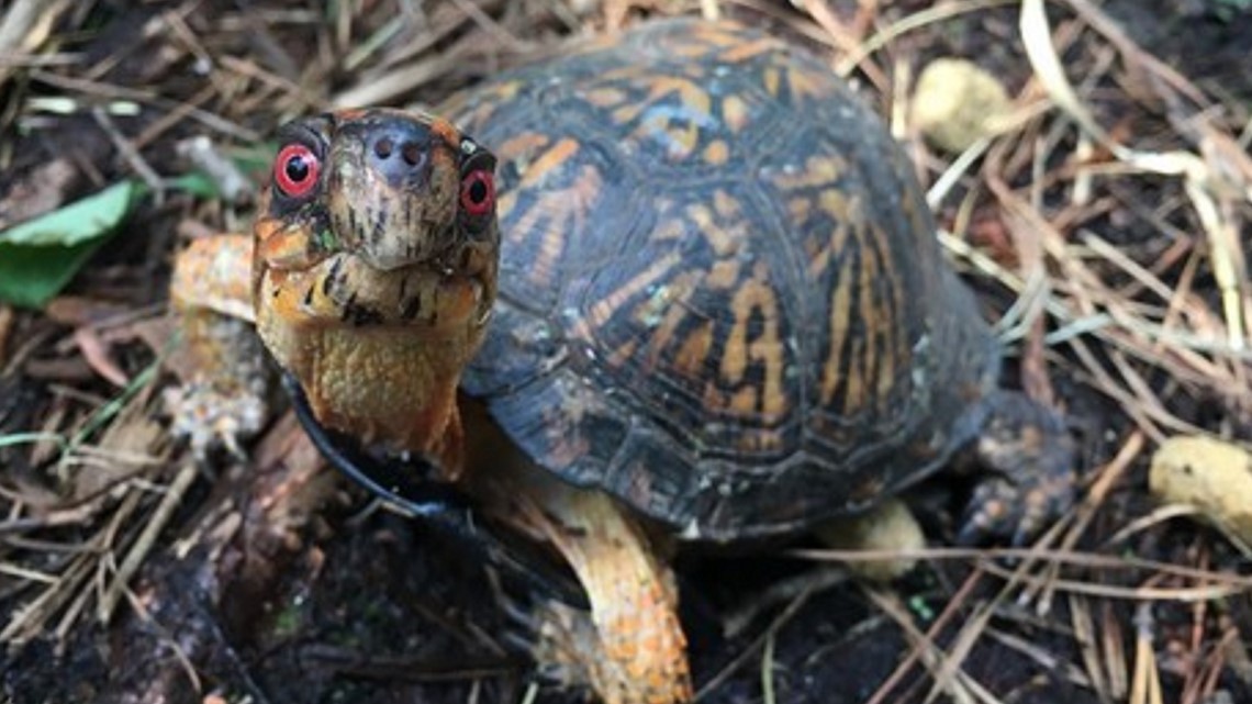 New DNR Regulations Limits Possession Sale Of Turtles Reptiles Wltx new-dnr-regulations-limits-possession-sale-of-turtles-reptiles-wltx