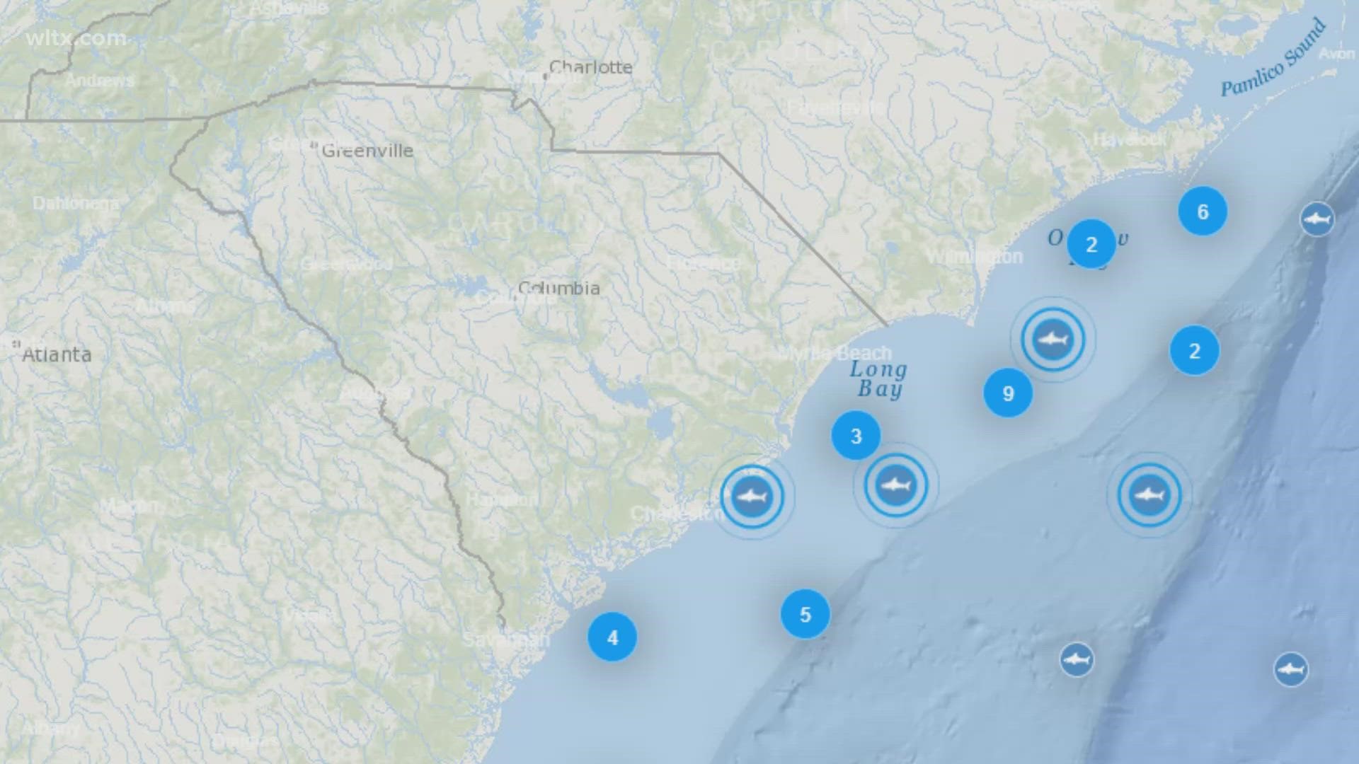 Satellite tracking shows large great white sharks are gathering off the coast of SC between Charleston and North Carolina.