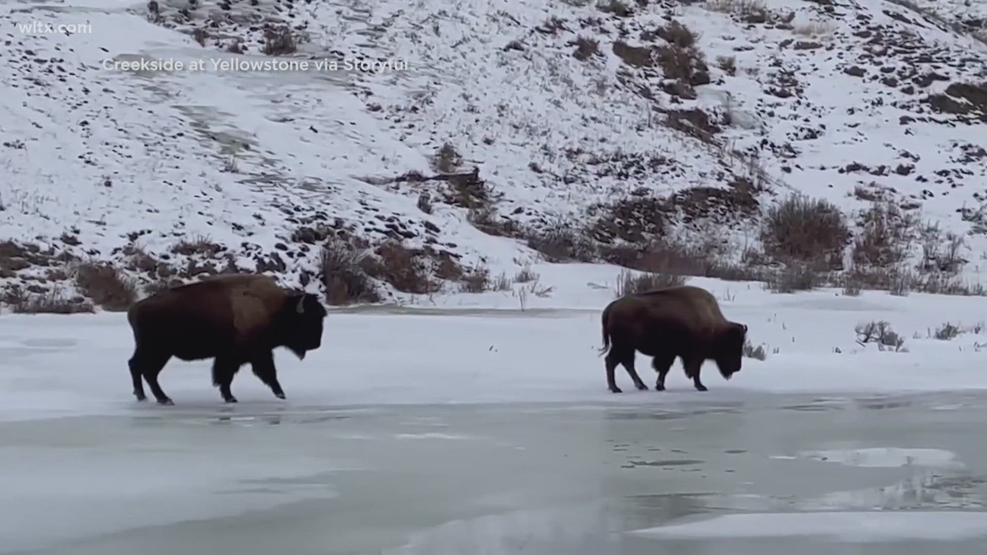 Officials say the 83-year-old woman was lifted about a foot off the ground by the Bison's horns.