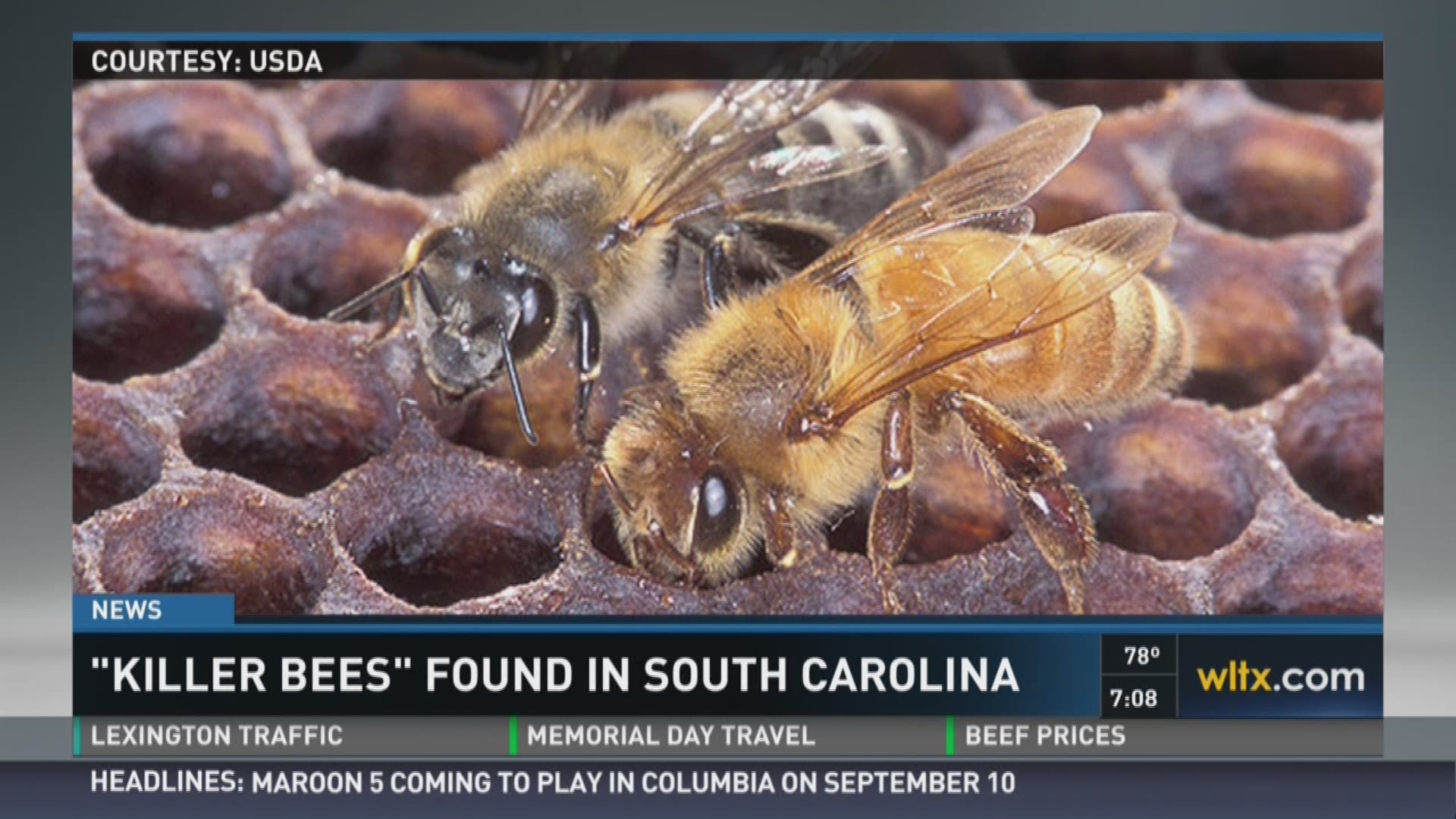 Killer Bees Found In Sc For 1st Time In 15 Years