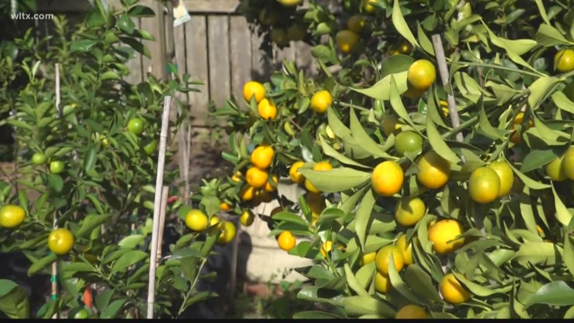 How to grow cold tolerant citrus trees in the South Carolina Midlands